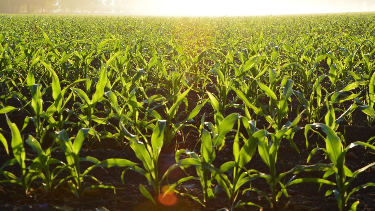 Young crop rows in a field at sunrise