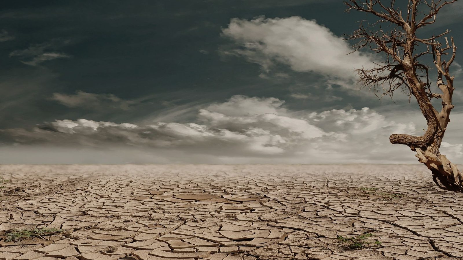 Cracked dry earth and a leafless tree under a storm sky